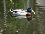 IMG_4981