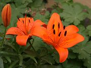 IMG_0016