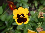 IMG_0017