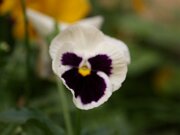 IMG_0019