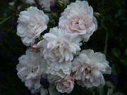 IMG_0072