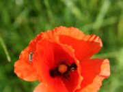 IMG_0074