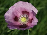 IMG_0075