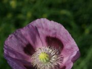 IMG_0077