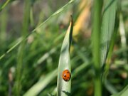 IMG_0078