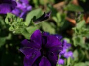 IMG_0081