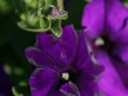 IMG_0082