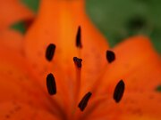 IMG_0130