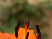 IMG_0131