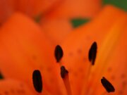 IMG_0132