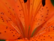 IMG_0133