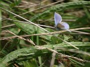 IMG_0376