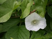 IMG_0378