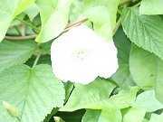 IMG_0380