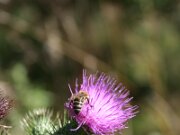 IMG_0589