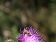 IMG_0590
