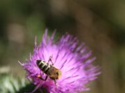 IMG_0592