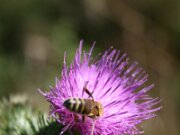 IMG_0593
