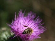 IMG_0594