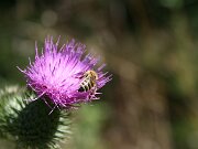 IMG_0595