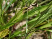 IMG_0598