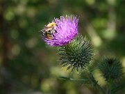 IMG_0599