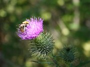 IMG_0600