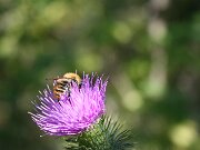 IMG_0601