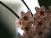 IMG_4286