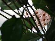 IMG_4298