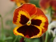 Blumen neu