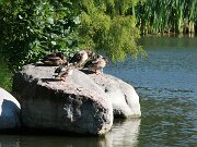 IMG_5559