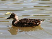IMG_5564