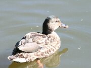 IMG_5571