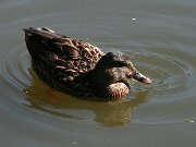 IMG_5572