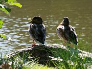 IMG_5583