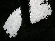 IMG_5707