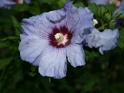 IMG_5711