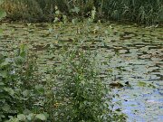 IMG_6912