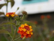 IMG_6920