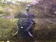 IMG_0483