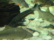 IMG_0490