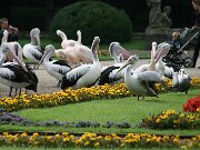 IMG_0776