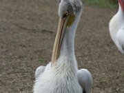 IMG_0778