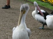 IMG_0781