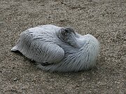 IMG_0782