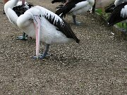 IMG_0784