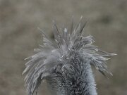 IMG_0786