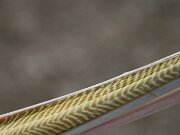 IMG_0787