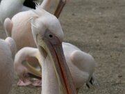 IMG_0794